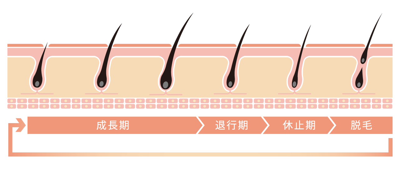 毛の周期に関するイラスト